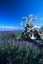 Lake Shore Lupines, Lake Tahoe.